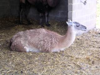  Parque de animales cerca de Beauvais 